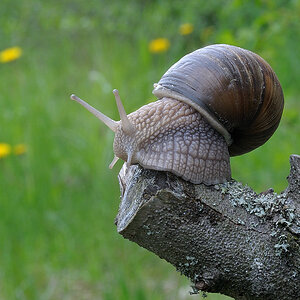 DSC1820

Sigma Macro 105/2.8
