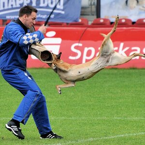 Auf der FMBB WM 2010 in Cottbus. Höchstleistungen von Hund und Helfer.