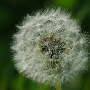 Pusteblume