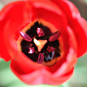 tulpe DSC 1850