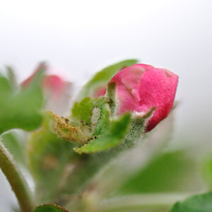 blüte4 DSC 1949