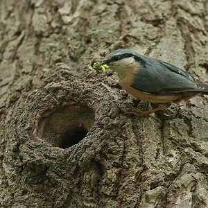 20100509 7857 [NIKON D2Xs]   300 mm  1 250 Sek. bei ƒ   2,8
