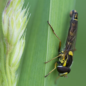 Gemeine Stiftschwebfliege 01
