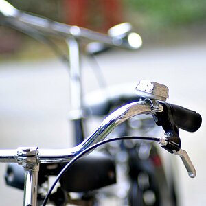 gazelle
