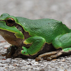 frosch2