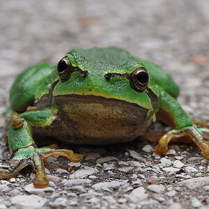 frosch1