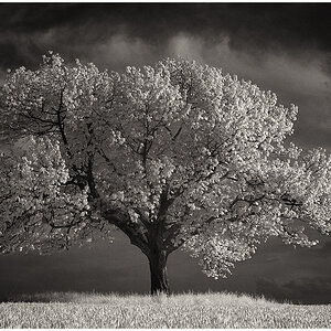 IR TreeOne