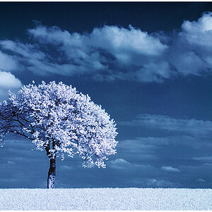 IR TreeTwo