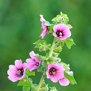 Blume NFF