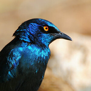 Riesenglanzstar
Solitaire, Namibia
(5774)