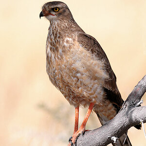 Weißbürzel Singhabicht (Jungtier) ???
Etosha, Namibia
(9363)