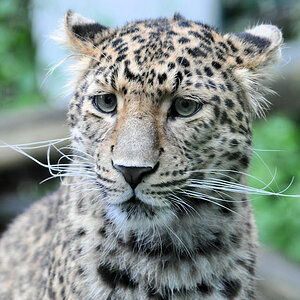 Leopard Cottbus