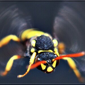 Wespe1