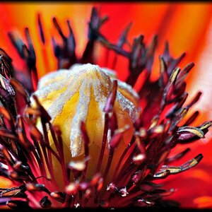 Makro Mohn