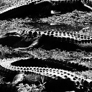 Everglades Profil