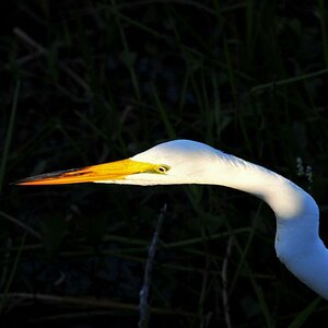 Everglades