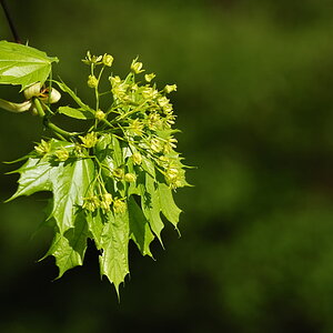 20100502 08 Bäume