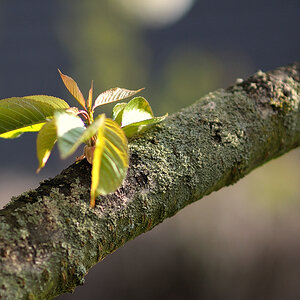 DSC1393

Samyang 85/1.4 @ 1.4