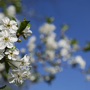 20100502 14 Bäume