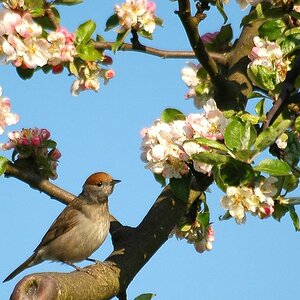 moenchsgrasmuecke weibchen 005