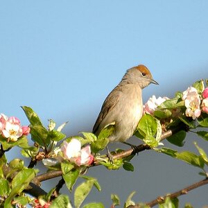 moenchsgrasmuecke weibchen 011