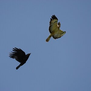 Fliegeralarm 5