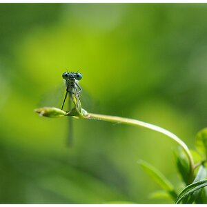 Auge in Auge