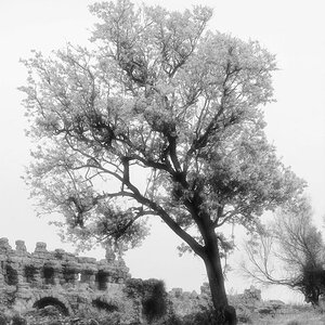 Mystic Tree
