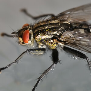 Fliege