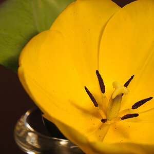Tulpe f7,1 200s iso200