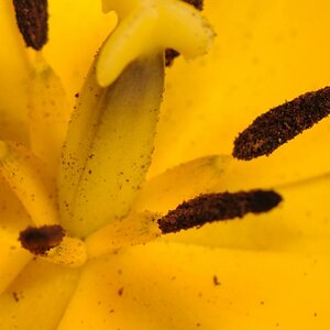 Tulpe f7,1 200s iso200 100pro qual87