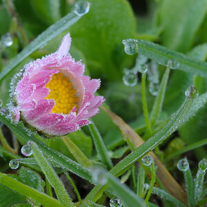 Gänseblümchen f40 1,3s iso100