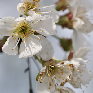 Apfelblüte f7,1 iso200 100s
