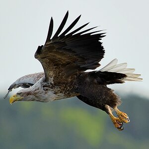 adler1