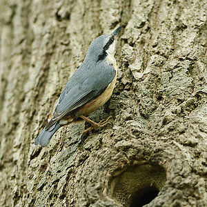 20100509 7868 [NIKON D2Xs]   300 mm  1 250 Sek. bei ƒ   2,8