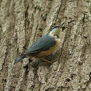 20100509 7874 [NIKON D2Xs]   300 mm  1 320 Sek. bei ƒ   2,8