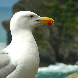 Möwe