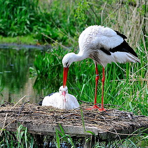 Storch kraulen