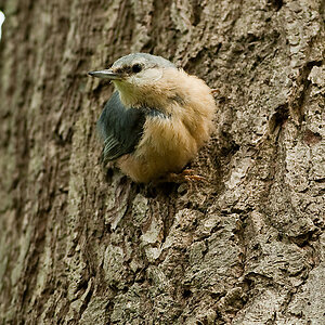 20100509 7713 [NIKON D2Xs]   300 mm  1 160 Sek. bei ƒ   5,0