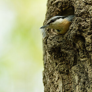 20100509 7832 [NIKON D2Xs]   300 mm  1 320 Sek. bei ƒ   4,0
