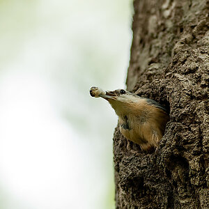 20100509 7772 [NIKON D2Xs]   300 mm  1 320 Sek. bei ƒ   3,2
