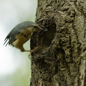 20100509 7766 [NIKON D2Xs]   300 mm  1 350 Sek. bei ƒ   3,2