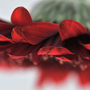 Gerbera