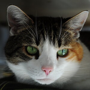 Lilly