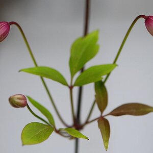 DSC 1230 Clematis