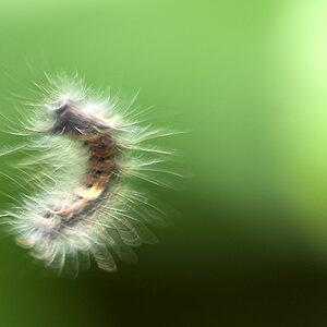 Raupe im Wind