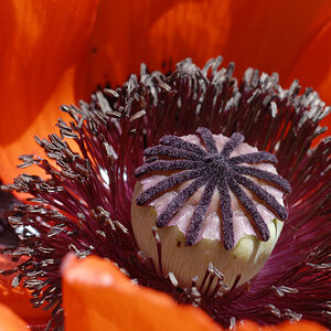 Mohn