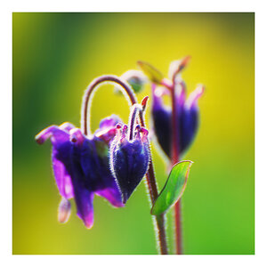 Blume im Garten. Mit D80/70-300 VRII - nicht ganz top scharf, aber für den Druck offenbar ausreichend!