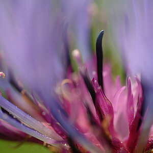 Bergflockenblume