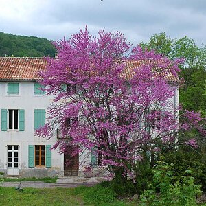 baum 2